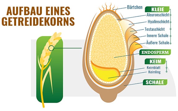 Getreidekorn Aufbau