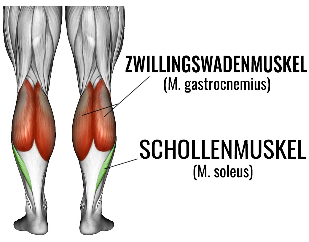 Wadenheben stehend Muskel