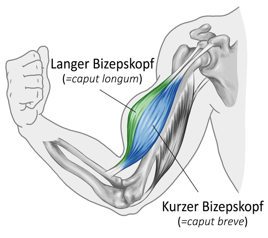 Bizeps Übungen im Überblick so bekommst Du starke Oberarme