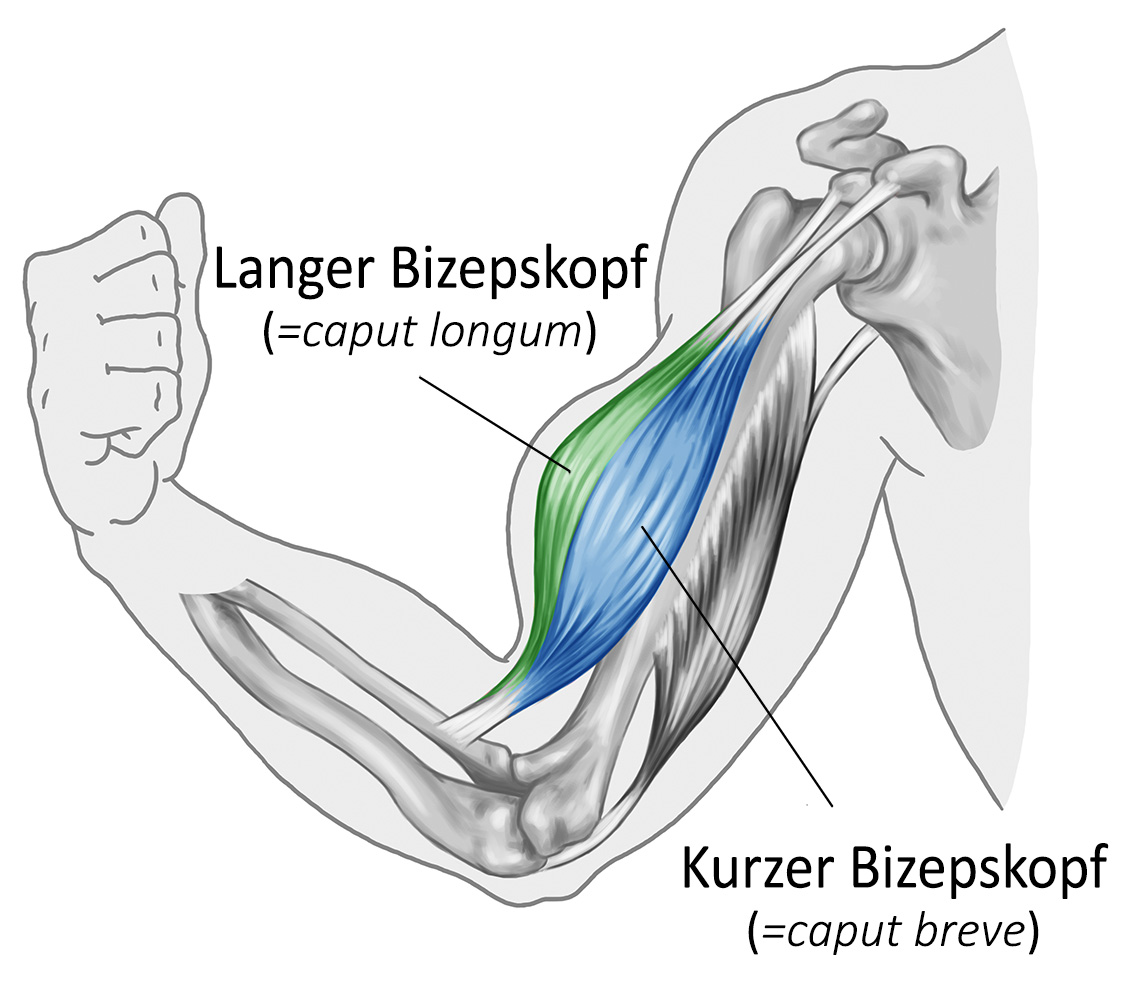 Bizeps bungen Im berblick So Bekommst Du Starke Oberarme Bizeps bungen Im berblick So Bekommst Du Starke Oberarme